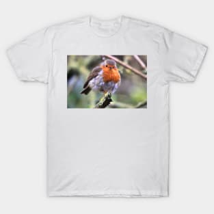 Robin Watching Me T-Shirt